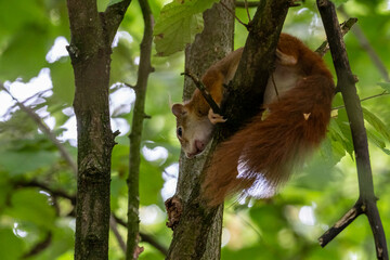 european red squirrel sitting on a tree in hesse germany