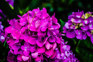 Hydrangea Nebulicola growing at a botanical garden.