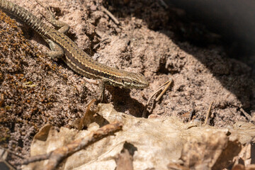 common wall lizard resting on the ground