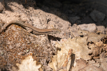 common wall lizard resting on the ground
