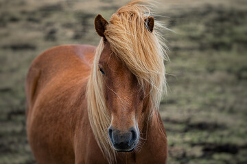 horses of Landmannalaugar is a place in the Fjallabak Nature Reserve in the Highlands of Iceland. It is at the edge of Laugahraun lava field, which was formed in an eruption around the year 1477. It i © OndaTravel