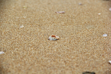 Fototapeta na wymiar shells on beach sand 