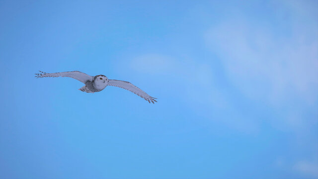 Snowy Owl in flight on blue winter sky. ( Bubo scandiacus )