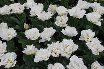 Dutch garden, tulips