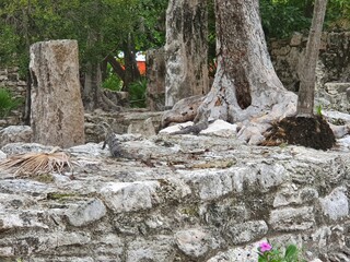 Iguana, El meco, Cancun, Mèxico