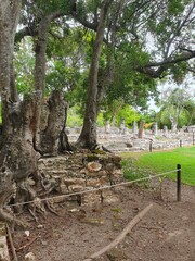 Iguana, El meco, Cancun, Mèxico