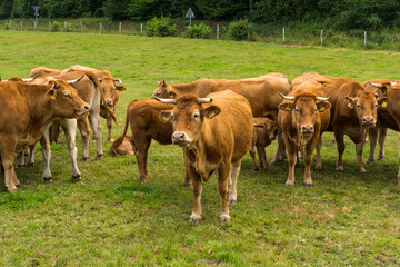 Naklejka na ściany i meble brown cows on a green meadow in summertime, pfalz