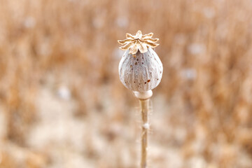 Detail of the ripe fruit of a royal opium poppy, Papaver somniferum, whose seeds are used to extract morphine.