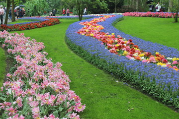 Dutch garden, tulips