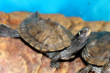 Water turtles in a fish tank on their floating island sunbathing.