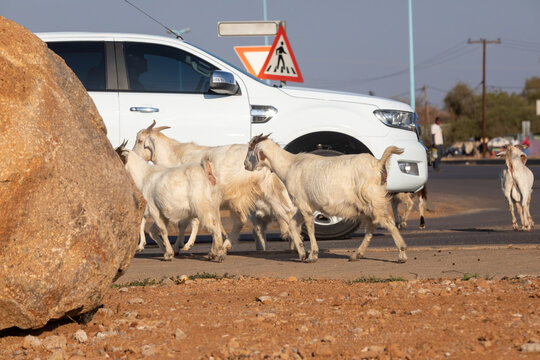 goats in town