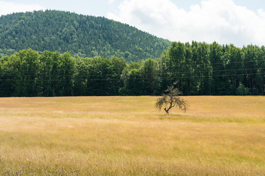 beautiful landscape in the Southwest Palatinate (s&uuml;dwestpfalz) with a lonely tree on a meadow in summer near fischbach
