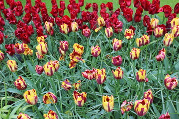 Dutch garden, tulips