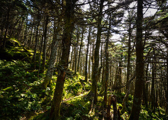 trees in the woods
Killington Peak VT