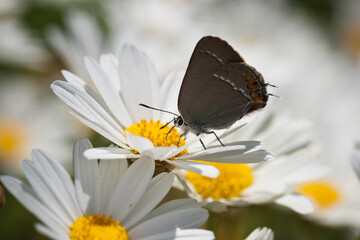 butterfly sitting on daisies (chamomile flowers) in the nature, close-up, horizontal orientation
