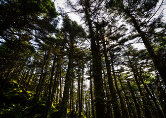 trees in the woods
Killington Peak VT