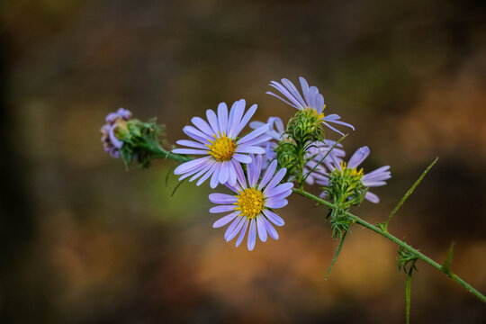 hairy white oldfield aster
