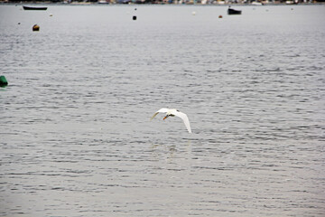 bird flying over water