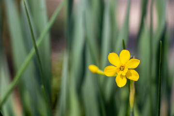 Obraz premium a yellow daffodil blooming in arkansas