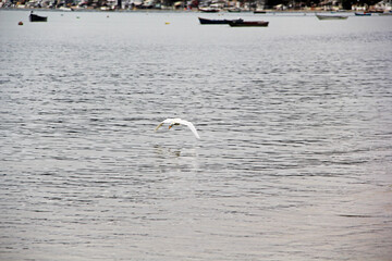 bird flying over water
