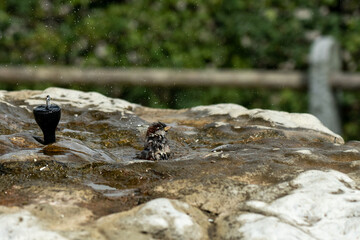 House sparrows taking and enjoying a bath on a hot summer day in cold water from a stone sprinkler fountain, splashing water