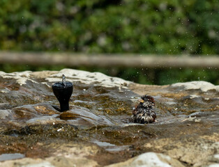 House sparrows taking and enjoying a bath on a hot summer day in cold water from a stone sprinkler fountain, splashing water