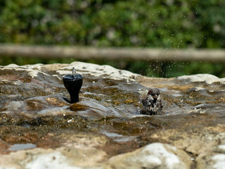 House sparrows taking and enjoying a bath on a hot summer day in cold water from a stone sprinkler fountain, splashing water