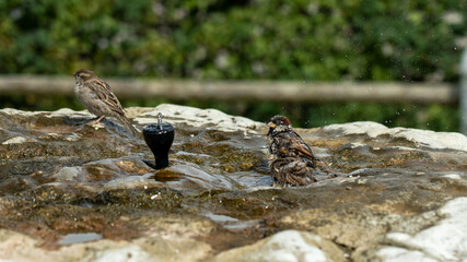 House sparrows taking and enjoying a bath on a hot summer day in cold water from a stone sprinkler fountain, splashing water