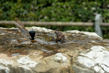 House sparrows taking and enjoying a bath on a hot summer day in cold water from a stone sprinkler fountain, splashing water