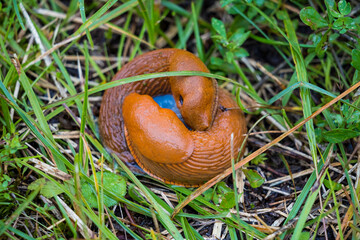 closeup of a pair of snails in the grass