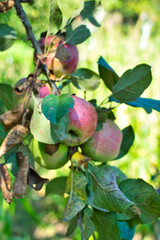 Natural and fully organic apples on a branch