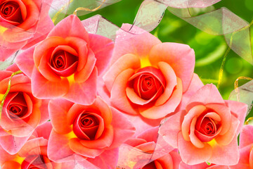 Bright colorful flower rose. floral background