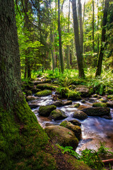 Obraz premium Bachlauf