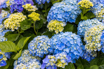 Blue and white hydrangeas in Azores islands. Azores. Portugal. Blue hydrangea from the Azores islands