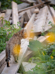 Bengal cat posing on the hunting. Beautiful cat of Bengali breed. Young domestic cat. Exhibition animal.