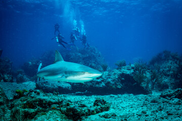 Naklejka na ściany i meble A reef shark (Caracharhinus perezii) on the reef at Sint Maarten