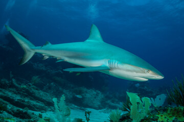 A reef shark (Caracharhinus perezii) on the reef at Sint Maarten