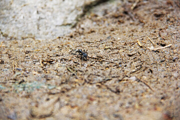 Ant