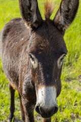 Cute domestic donkeys on a farm.