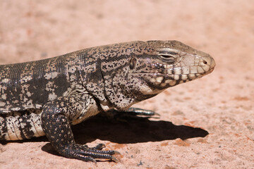 lagarto