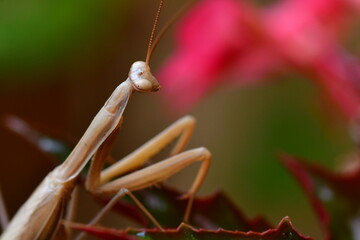MANTIS RELIGIOSA