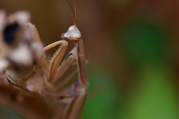 MANTIS RELIGIOSA