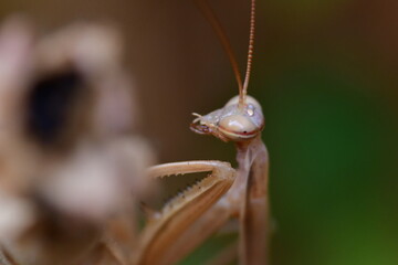 MANTIS RELIGIOSA