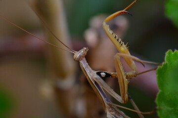 MANTIS RELIGIOSA