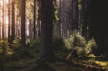 Obraz premium Thicket of the forest in the sun on a summer day.