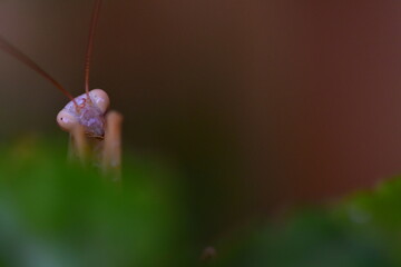 MANTIS RELIGIOSA