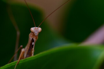 MANTIS RELIGIOSA