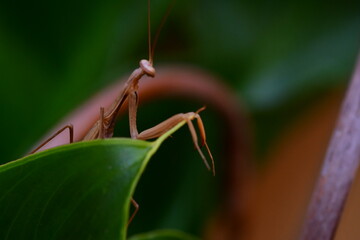 MANTIS RELIGIOSA
