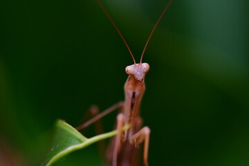 MANTIS RELIGIOSA