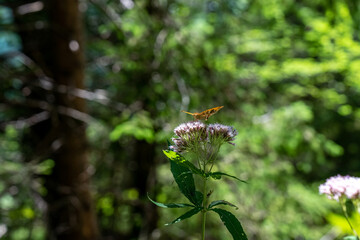 imperial coat butterfly resting on a purple flower
